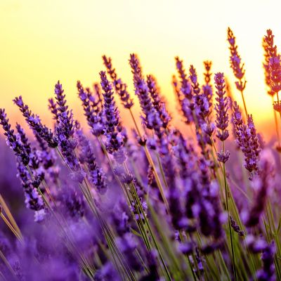 The Indie Beauty Take On Fragrance Ingredient Disclosure
