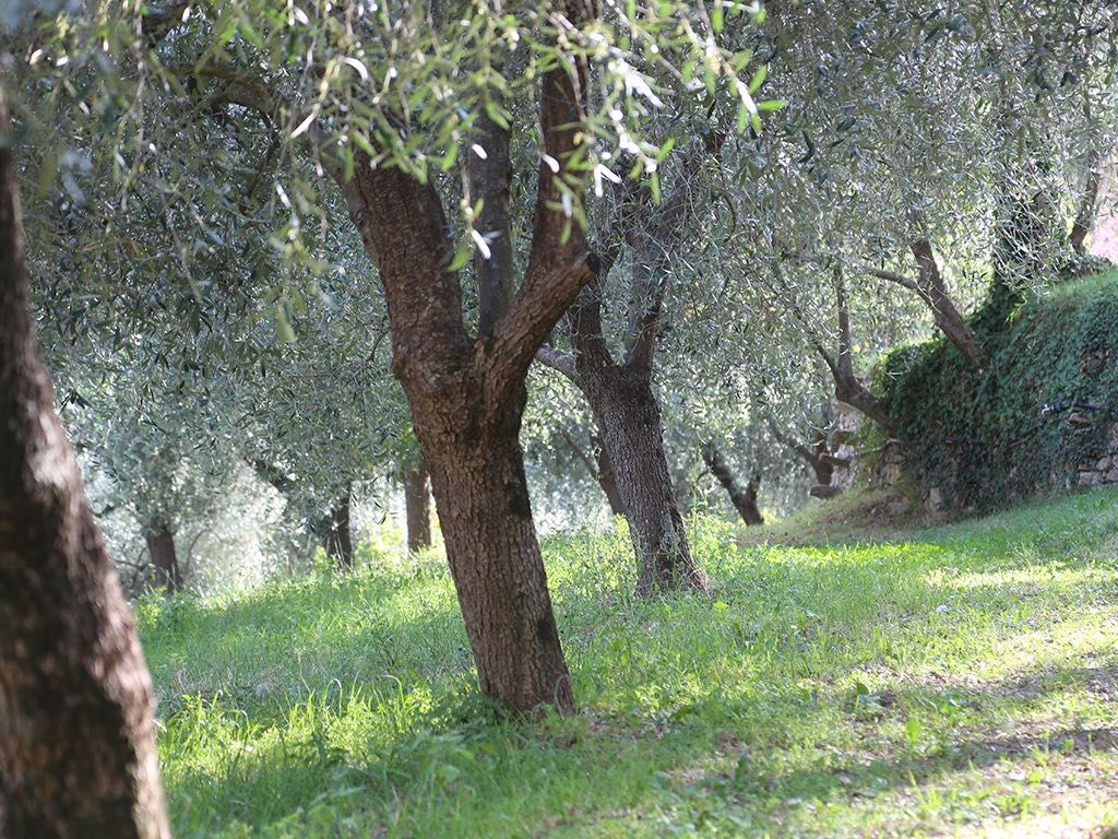 Bottega Organica's 10-acre farm in the Ligurian hills of Italy 