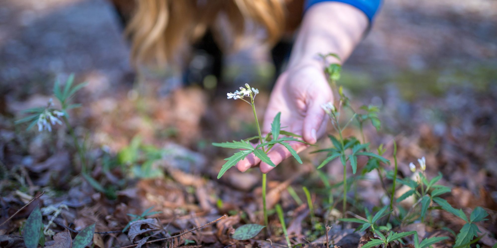 Wooden Spoon Herbs Celebrates American Plants And Spreads At American Retailers