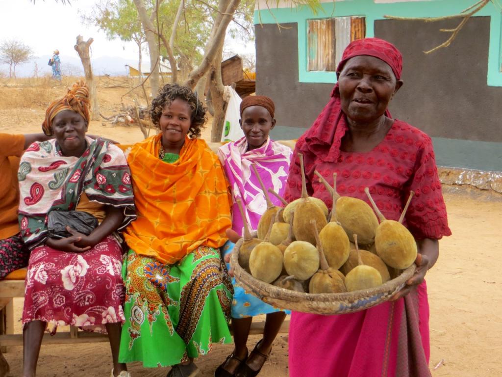 Harvesting baobab fruit for sale to Kaibae offers indigenous farming communities an alternate source of revenue.