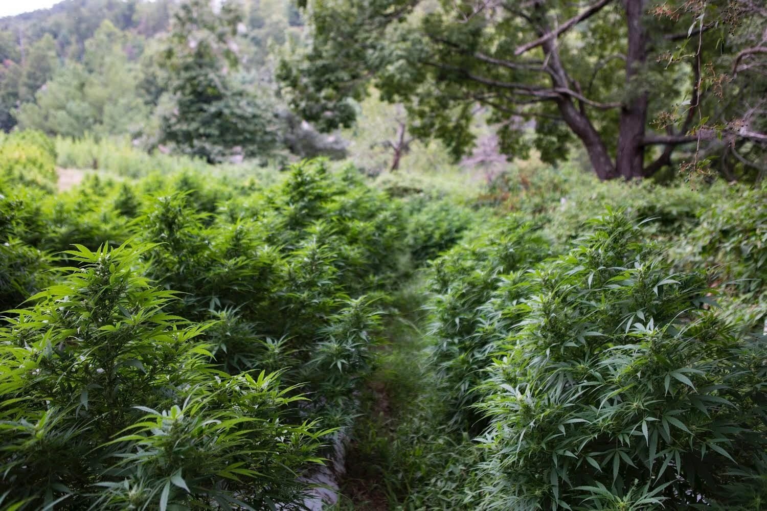 Eight CBD Beauty Trends On The Horizon