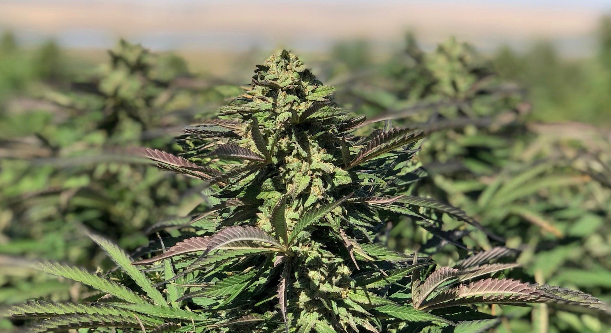 Prima's organically grown Oregon hemp