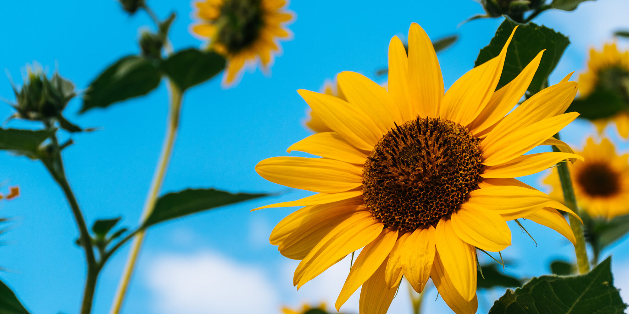 How Potential Sunflower Oil Supply Disruptions Could Impact The Beauty Industry