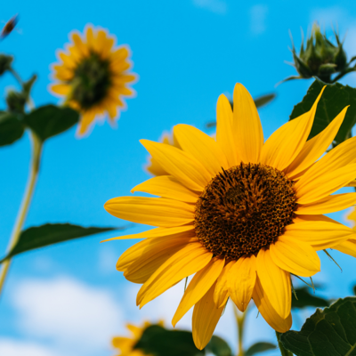 How Potential Sunflower Oil Supply Disruptions Could Impact The Beauty Industry